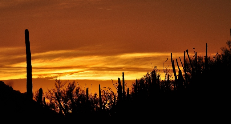desert floor at sunset